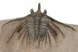 Kettneraspis Trilobite With Long Occipital - Lghaft, Morocco #232763-3